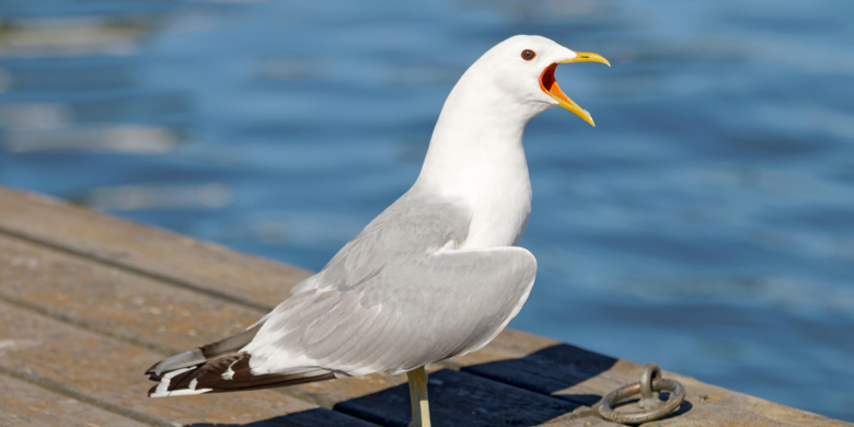 Skrikande fiskmås på brygga