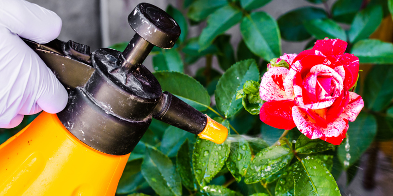 Gul blomspruta bekämpar ohyra på röd ros i en rabatt
