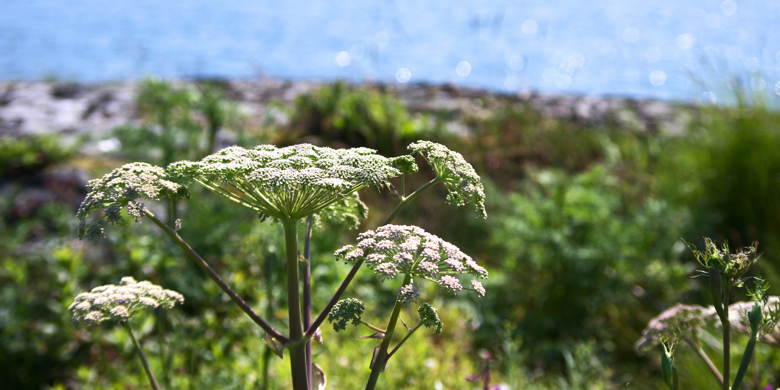 Björnloka i skärgården med blått hav i bakgrunden